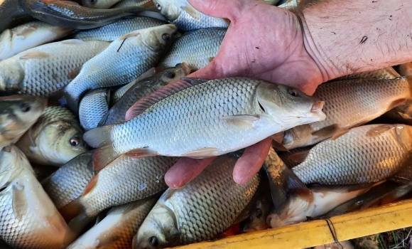 Ще чотири тонни коропа та товстолоба випустять у Ладижинське водосховище