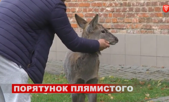 Викупив і врятував від смерті. Вінничанин доглядає маленького оленя