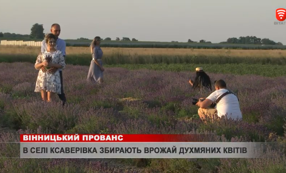 Як завершився лавандовий фото-сезон у Ксаверівці?