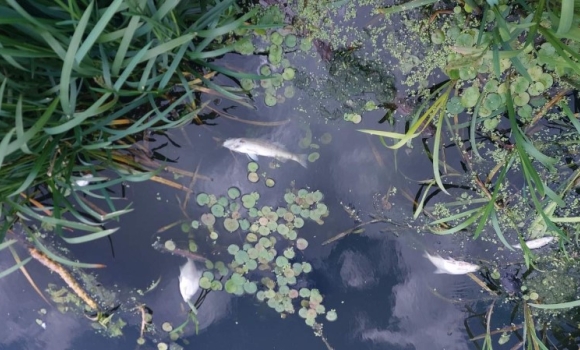 Спеціалісти взяли проби води із Сабарівського водосховища через мор риби