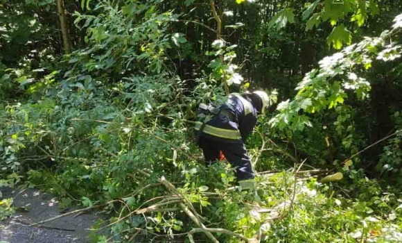 Сильний вітер повалив дерева у Хмільницькому та Тульчинському районах