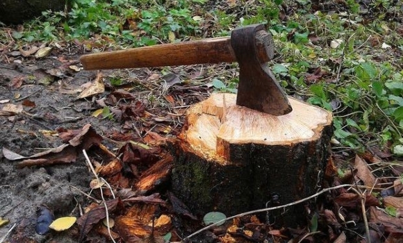 У Хмільницькому районі виявили незаконну вирубку дерев