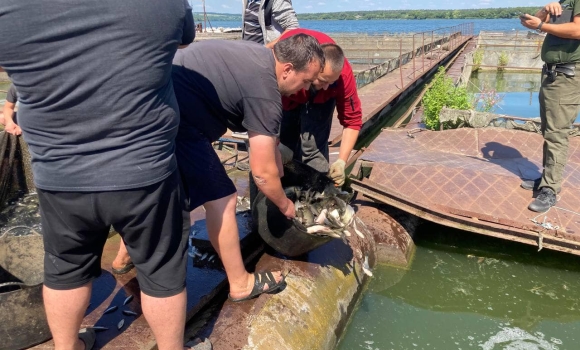 У Ладижинське водосховище в Степашках випустили майже сім тисяч кг риби