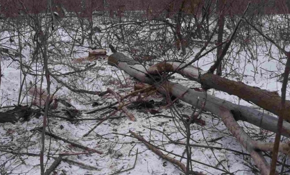 У парку в Погребищенській громаді чоловік вирубав 12 дерев