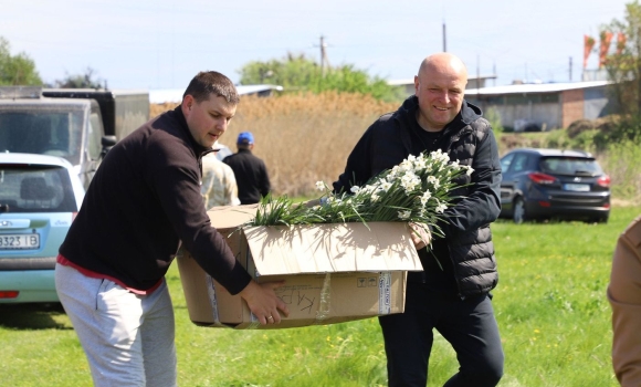 У Стрижавці місцеві жителі висадили десять тисяч нарцисів