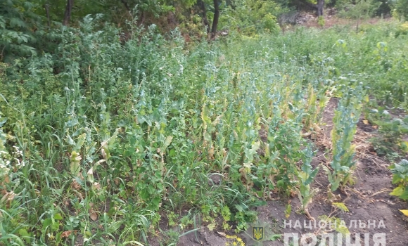 У Студенянській громаді "накрили" жінку, яка вирощувала мак на городі