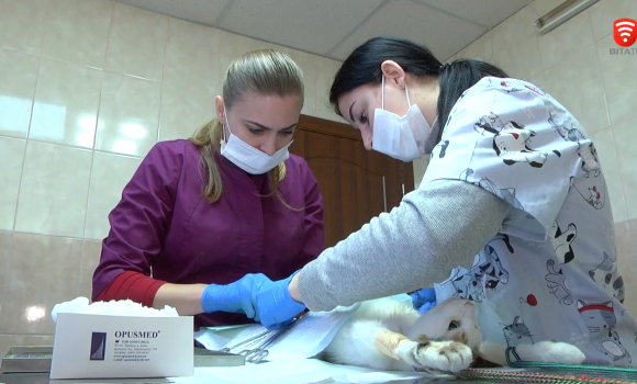 У Вінниці безкоштовно щеплюють від сказу і стерилізують бездомних котів