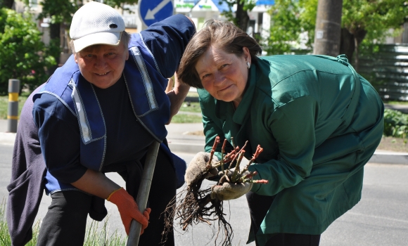 У Вінниці в межах акції фонду "Подільська громада" висадять тисячі троянд