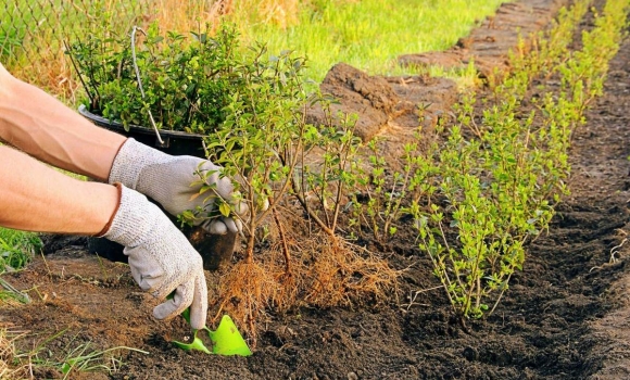 У Вінниці "Зеленбуд" продовжує доглядати за зеленими насадженнями