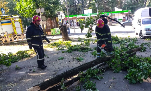 У Вінниці прямо посеред вулиці, неподалік районної лікарні впало дерево