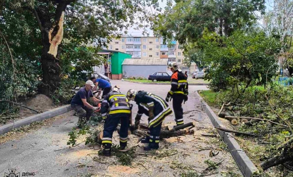 У Вінниці зламана гілка придавила шестирічну дівчинку