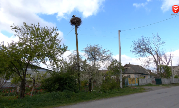 Вінницькі електрики збудували нову електроопору, аби зберегти гніздо лелек