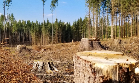 На Вінниччині незаконно знищили 95 га лісу вартістю 167 млн грн 