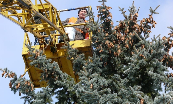 Як лісівники на Вінниччині збирають насіння хвойних