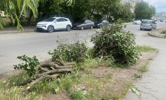 За самовільно зрізане дерево вінничанин заплатить штраф