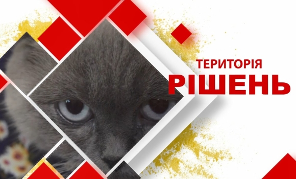 Embedded thumbnail for Територія рішень. Догляд за тваринами під час війни