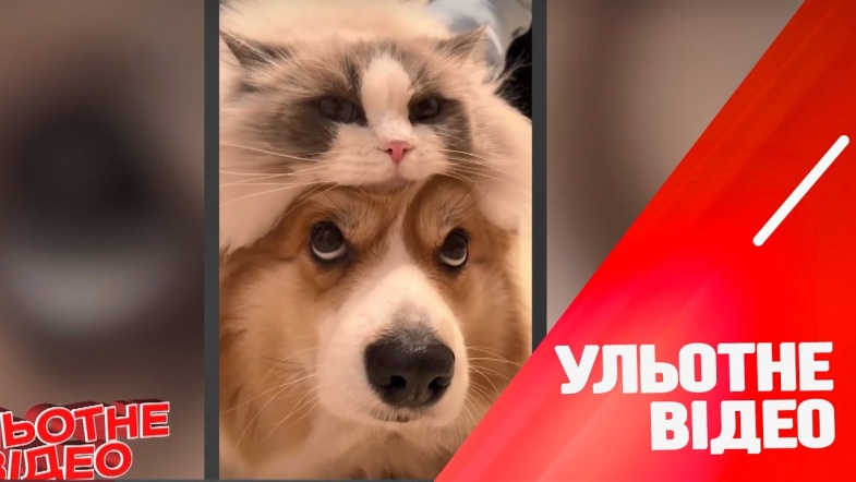 Embedded thumbnail for Ульотне відео - Пухнасті викрутаси