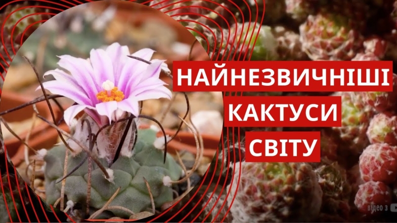 Embedded thumbnail for Кактуси-екзоти: дивовижні форми та незвичні риси