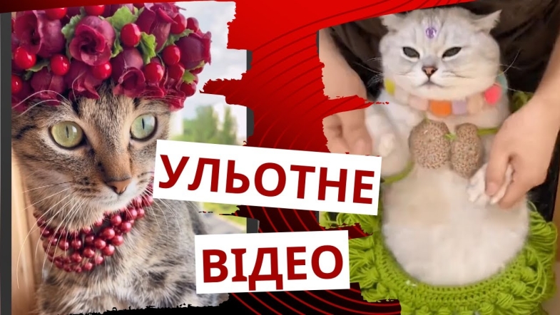 Embedded thumbnail for Котик танцюрист гавайських танців тішить своєю милотою