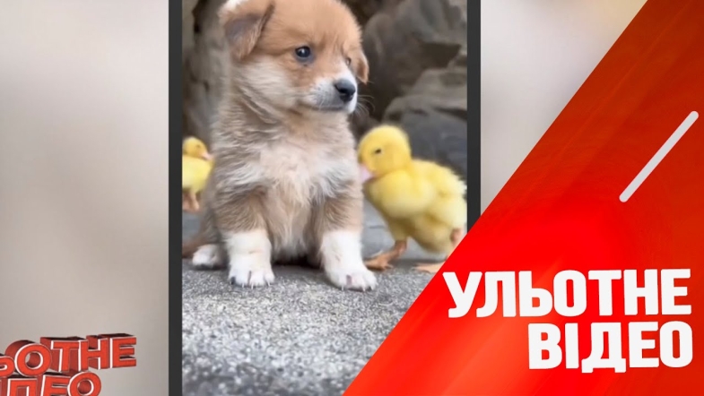 Embedded thumbnail for Пухнастий десант на захисті України