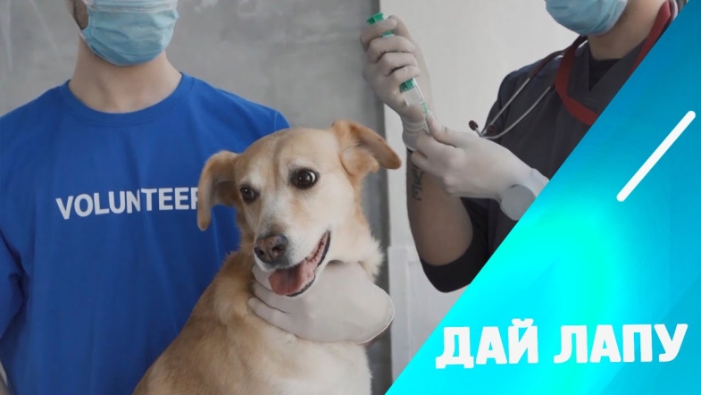 Embedded thumbnail for Вакцинація домашніх улюбленців: поради фахівця