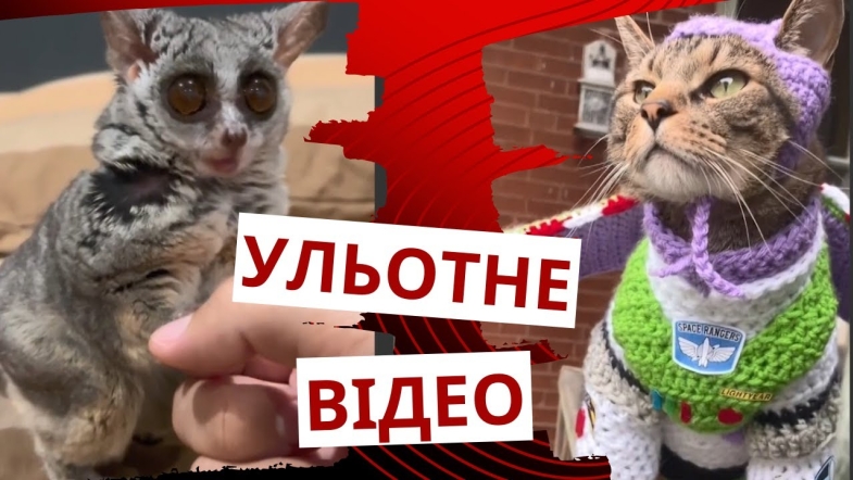 Embedded thumbnail for Котик у милому костюмі готується захищати галактику: добірка кумедних відео про тварин