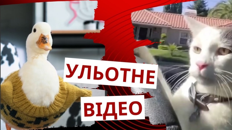 Embedded thumbnail for Котик-водій вправно керує автомобілем: добірка кумедних відео про тварин