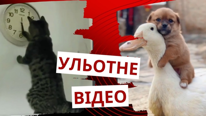 Embedded thumbnail for Котик перевів годинник, щоб раніше повечеряти