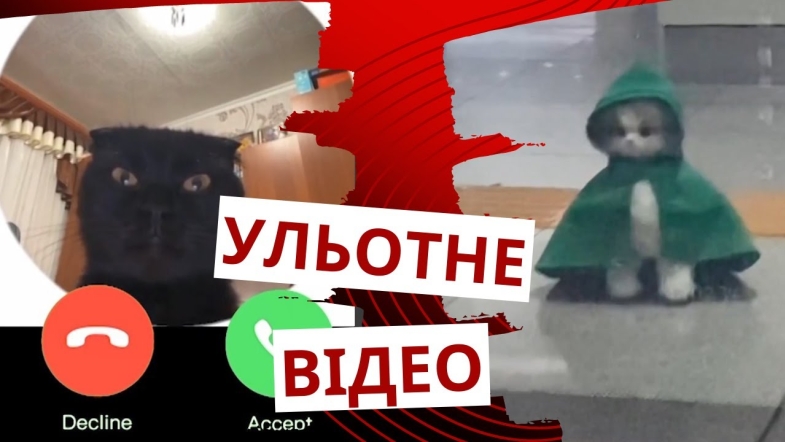 Embedded thumbnail for Котик вміє телефонувати своєму господарю: добірка кумедних відео про тварин