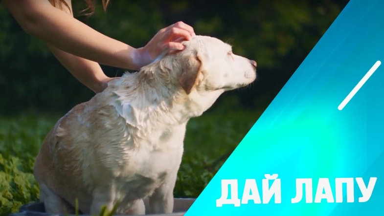 Embedded thumbnail for Гігієна домашнього улюбленця