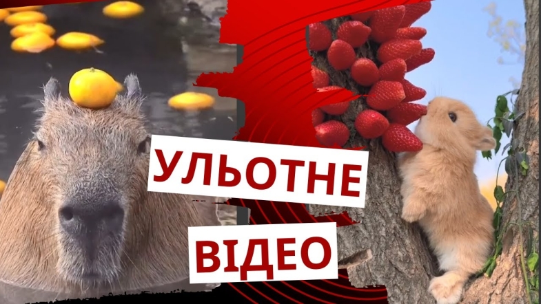 Embedded thumbnail for Подвійна доза милоти: котик няньчить курчаток