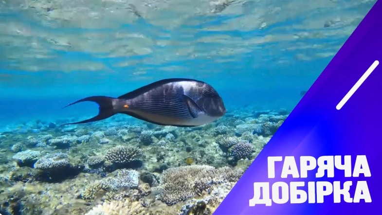 Embedded thumbnail for Милі водні жителі, що приховують смертельну небезпеку