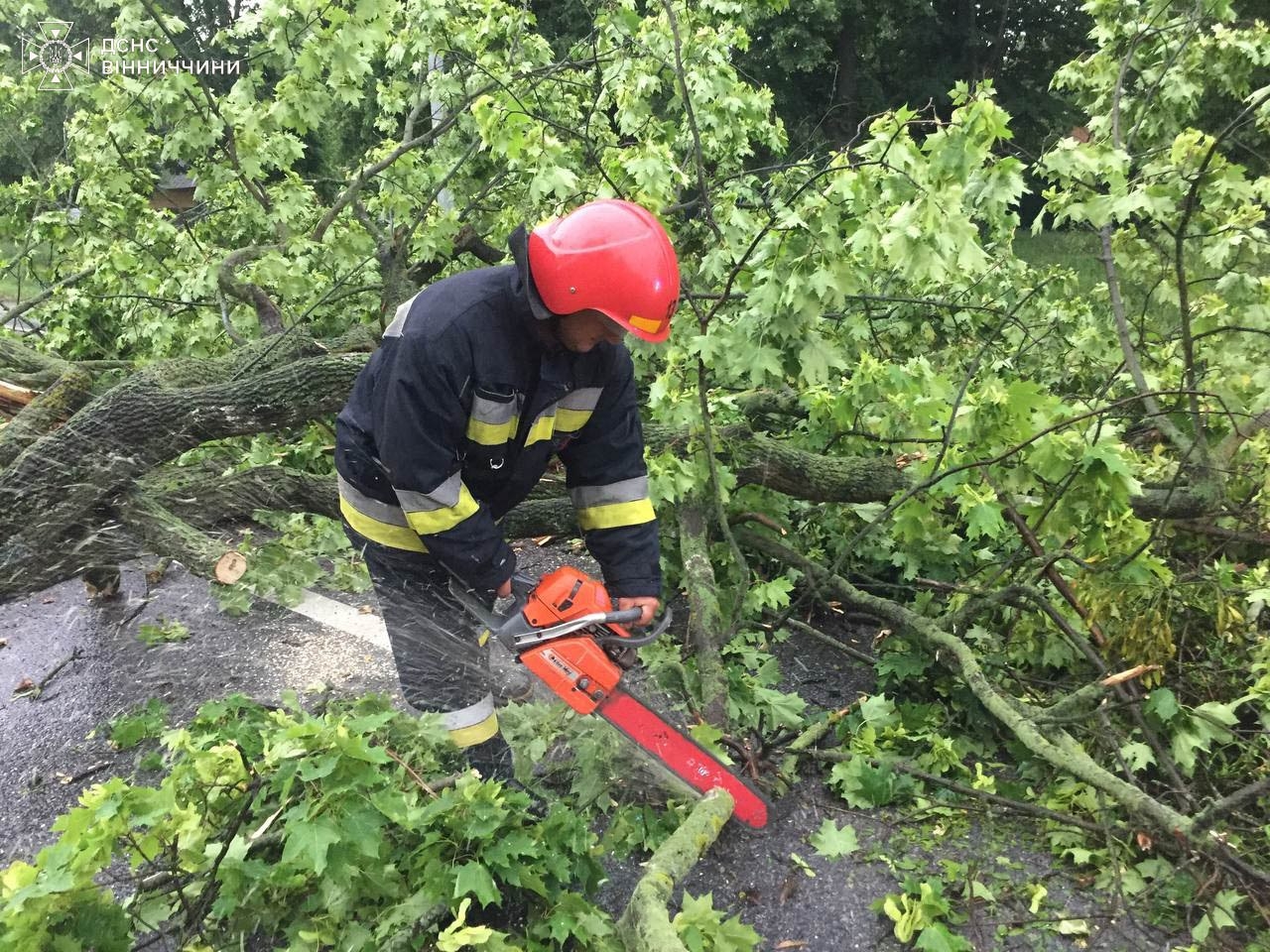 У трьох районах Вінниччини повалені вітром дерева перекрили автошляхи