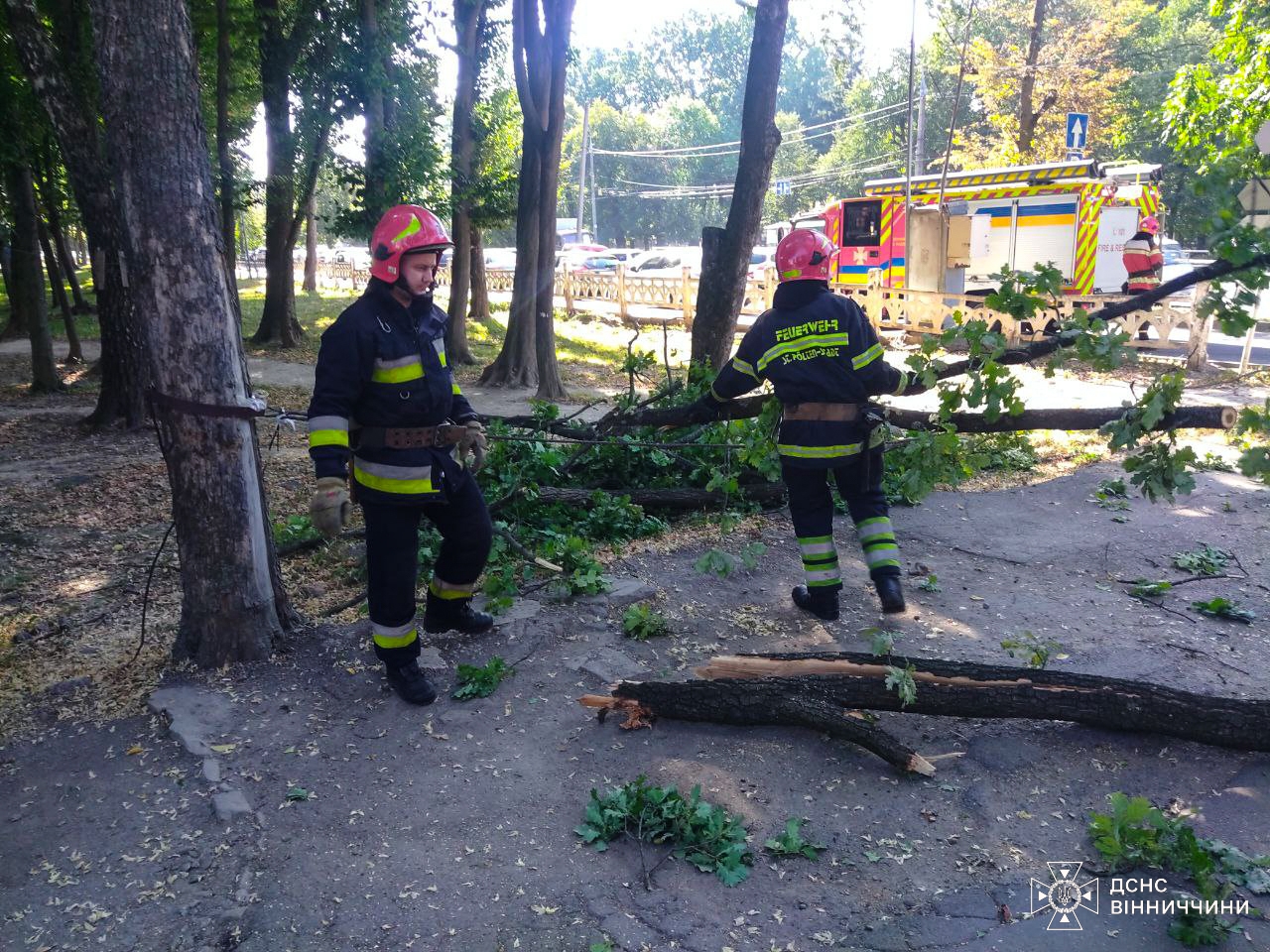 У Вінниці прямо посеред вулиці, неподалік районної лікарні впало дерево