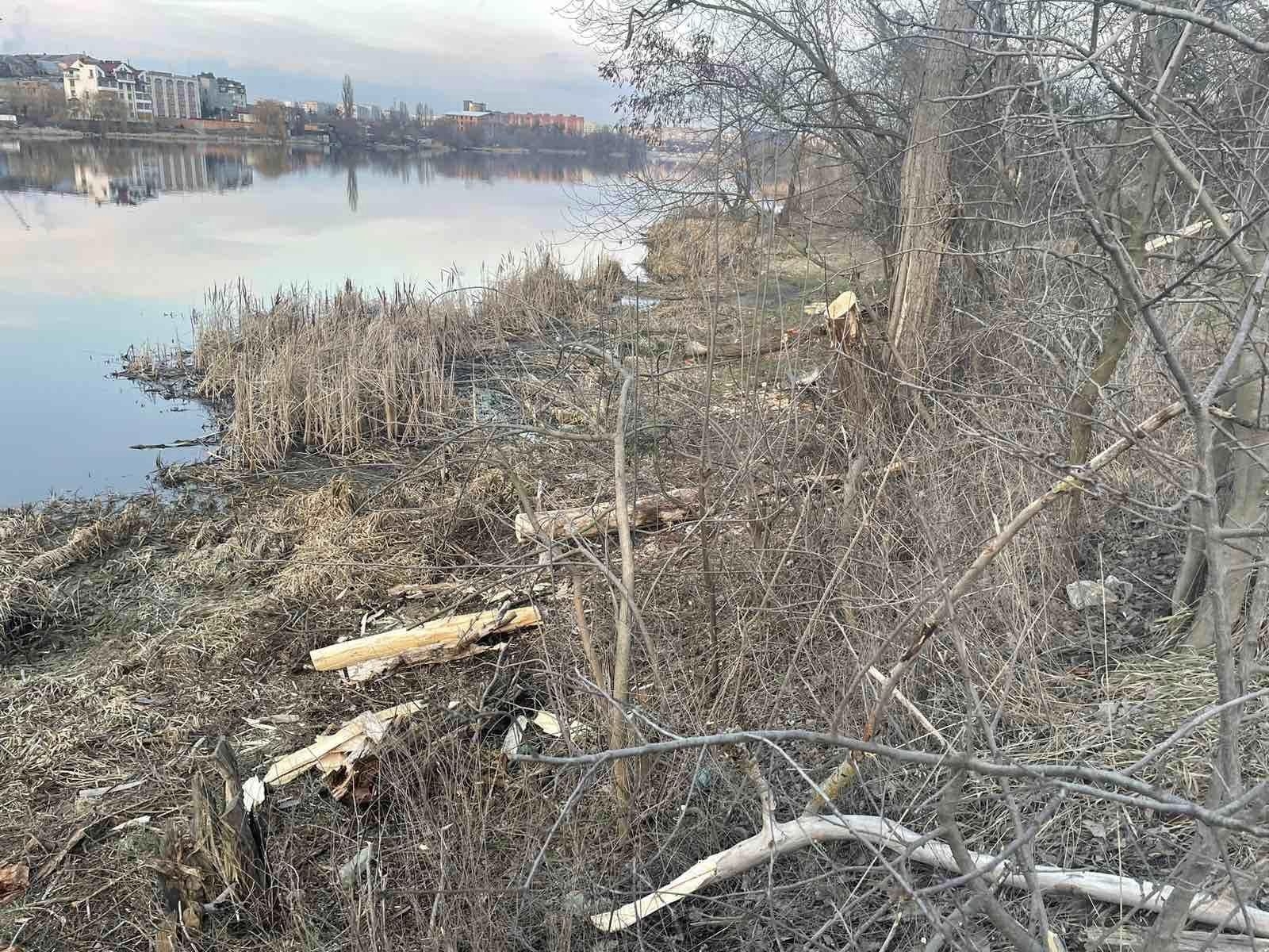 У Вінниці пошкодили зелені насадження на вул.Гліба Успенського