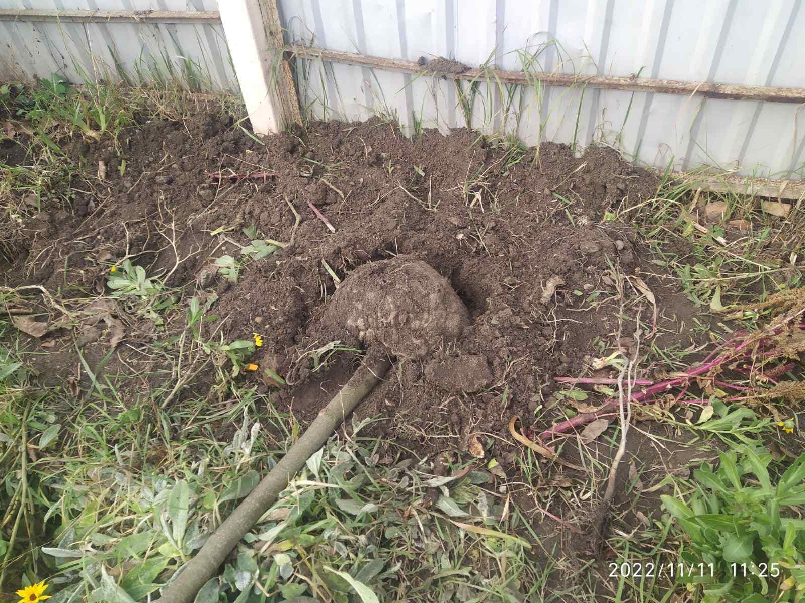 У Вінниці жінка повиривала дерева, які посадили комунальники