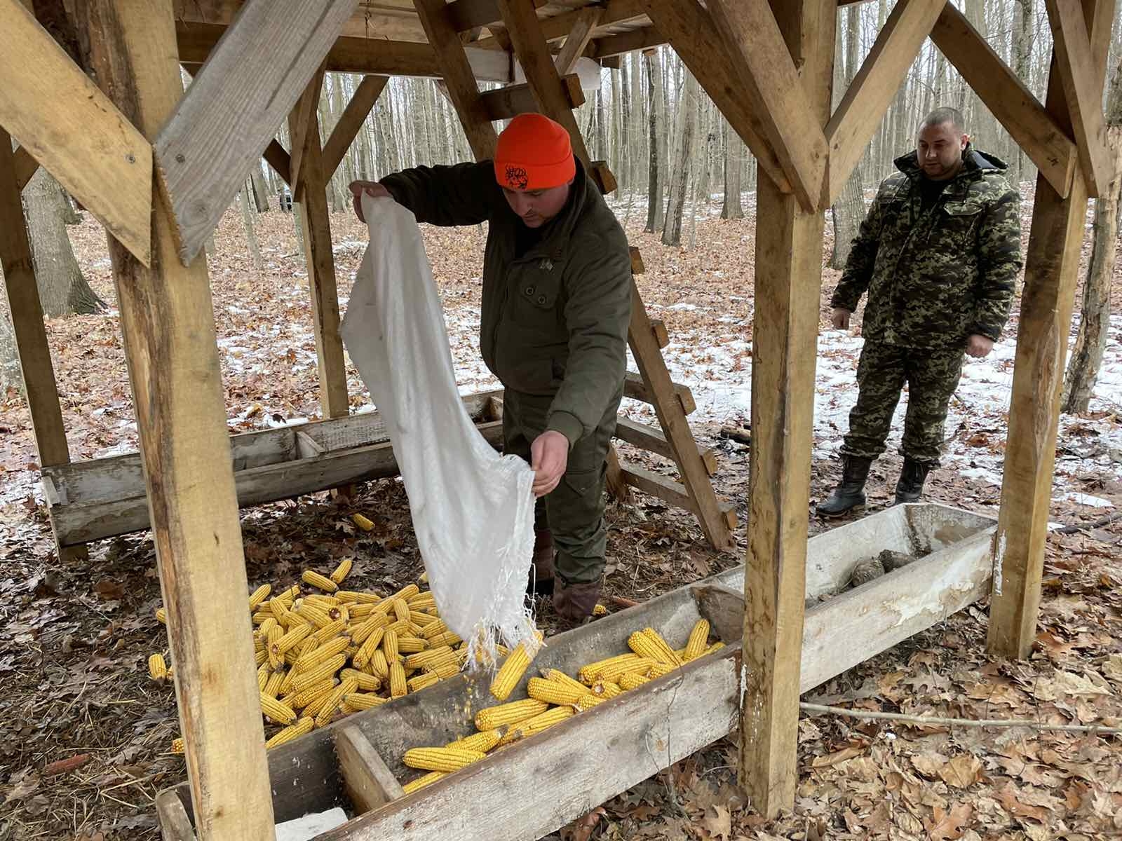 Як вінницькі лісівники підгодовують взимку оленів, козуль, муфлонів