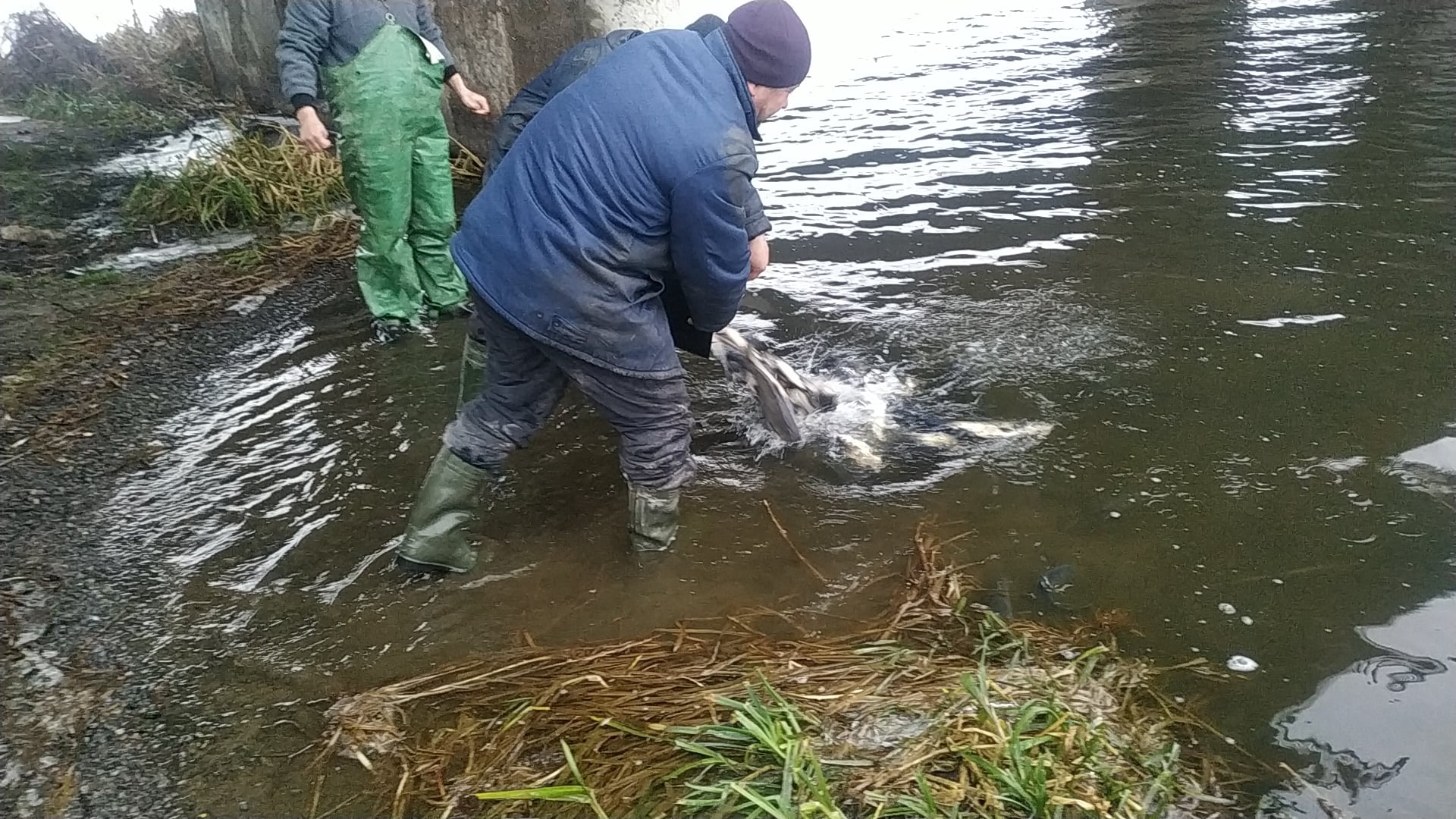 У Сутиське водосховище випустили більше тонни риби