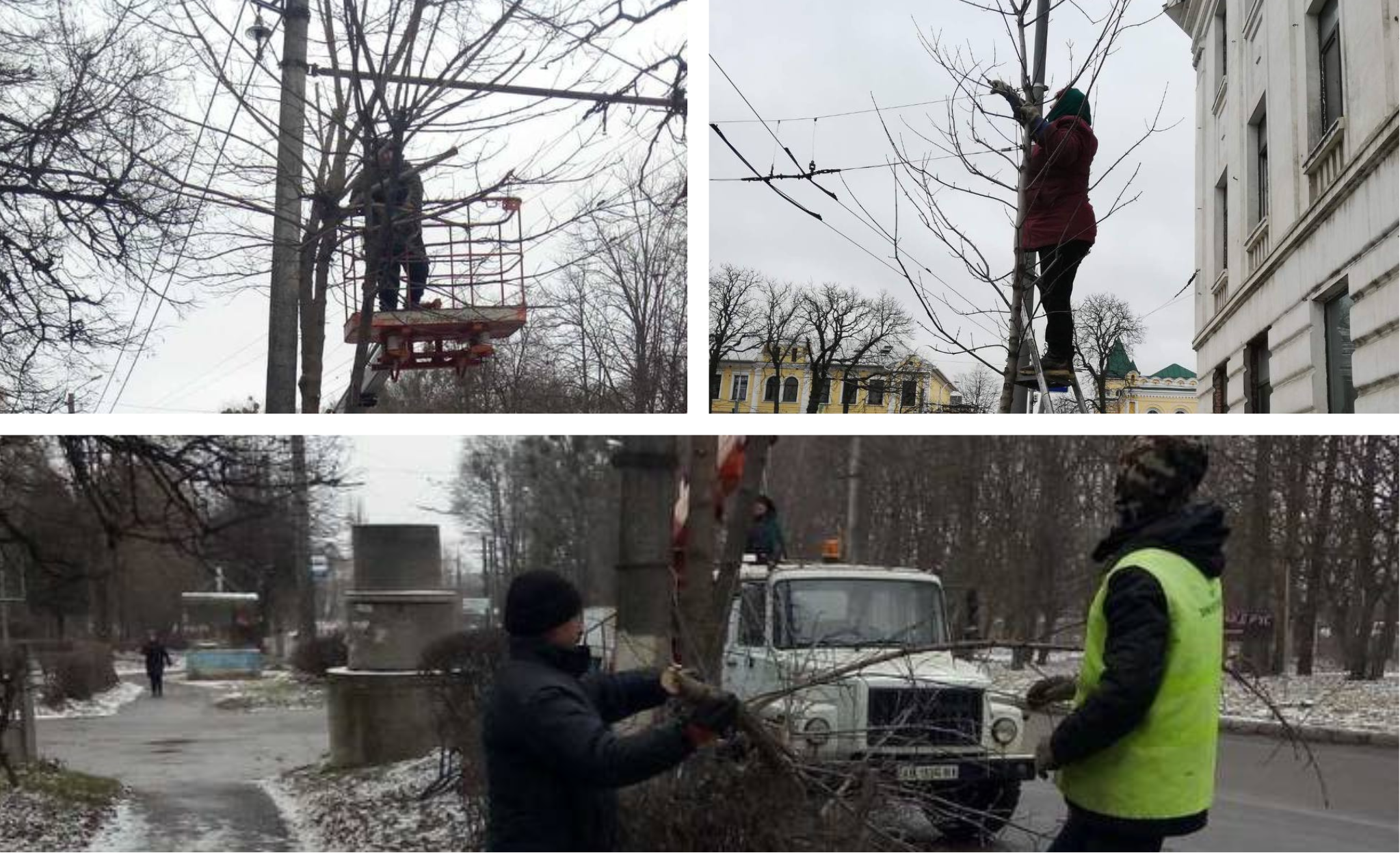 У "Вінницязеленбуд" пояснили, якого догляду потребують дерева взимку