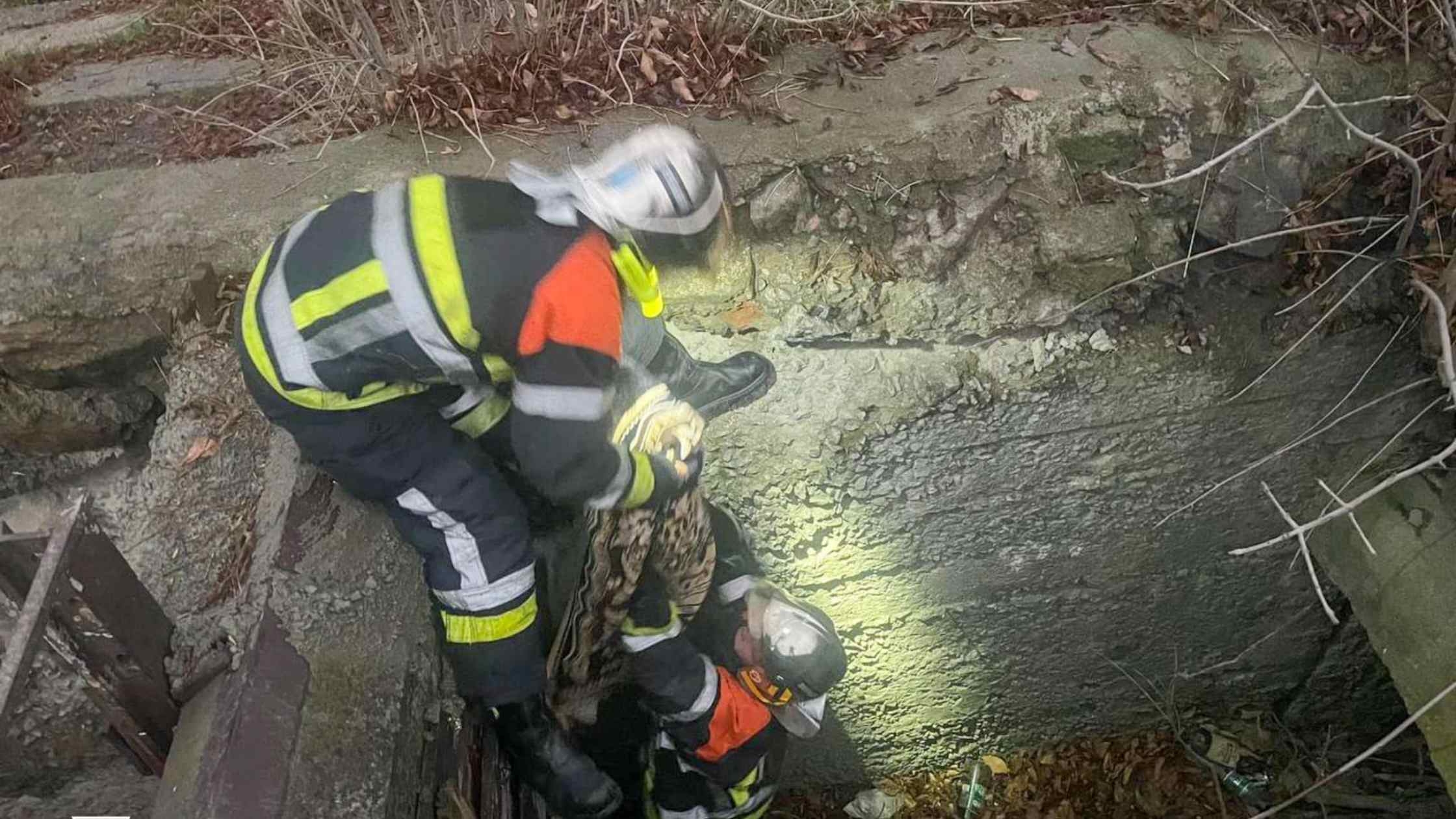 Вінницькі рятувальники витягли знесиленого собаку з триметрової пастки