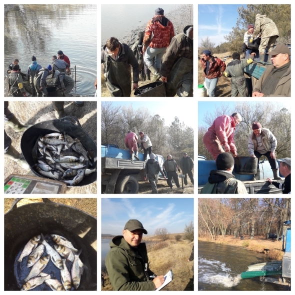 У Ладижинське водосховище в Степашках випустили більше трьох тисяч кілограм риби