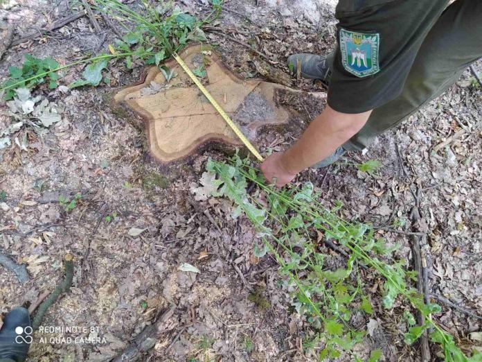 Зловмисники зрубали в Іллінецькому районі 1227 дерев різних діаметрів.