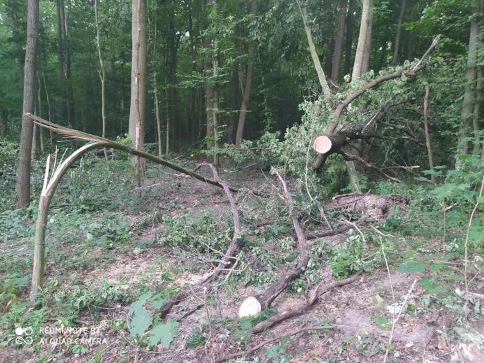 Зловмисники зрубали в Іллінецькому районі 1227 дерев різних діаметрів.