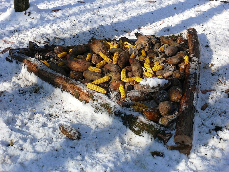 На Вінниччині щодня наповнюють понад півтори тисячі місць для підгодівлі тварин