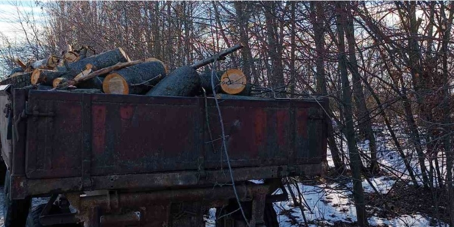 На Гайсинщині чоловіки нарубали дерев на понад 900 тис. грн