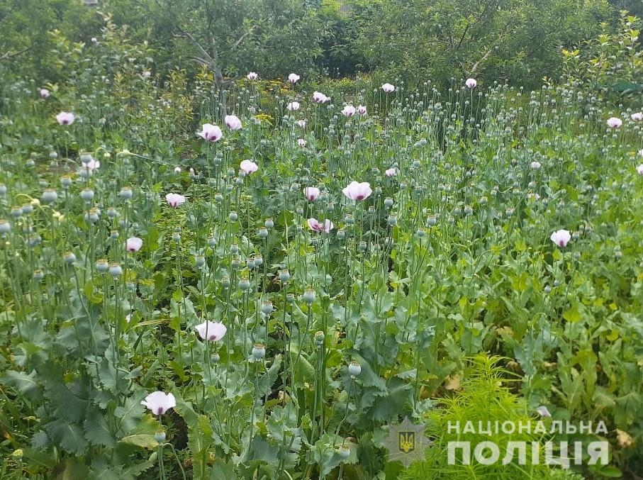 На Вінниччині поліцейські виявили макові плантації