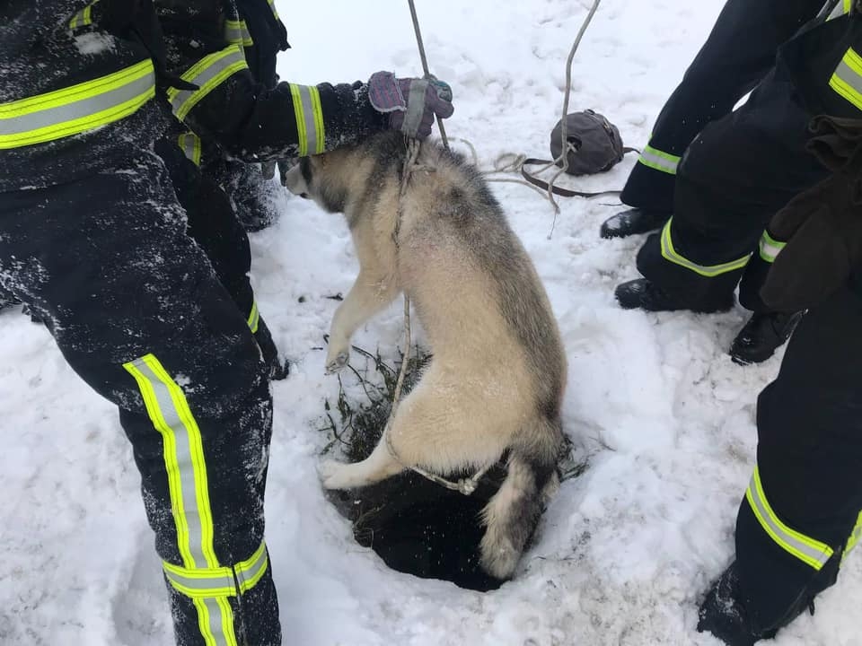 У Вінниці розшукують власника хаскі, якого рятувальники дістали з колодязя